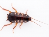 Cockroach Nymph in Plexibox