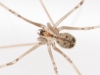 Spider in Plexibox
