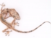 Dessicated Gecko in Plexibox