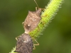 Hemipterans Mating