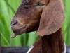 Goat at Hilltop Farm