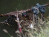 Gallinule Nesting in Shopping Cart on Great Salt Pond Canal