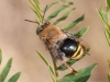 Unidentified Bee