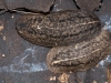 Caribbean Leatherleaf Slugs