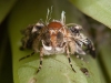Deformed Moth in Fallen Epiphyte