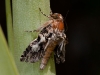 Deformed Moth in Fallen Epiphyte