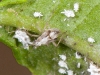 Unidentified Hemipteran