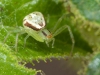 Crab Spider (<em>Misumenops asperatus</em>)
