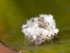 Debris-carrying Lacewing Larva