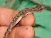 House Gecko (<em>Hemidactylus mabouia</em>)