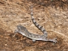 House Gecko (<em>Hemidactylus mabouia</em>)