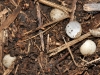 House Gecko Eggs (<em>Hemidactylus mabouia</em>)
