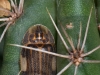 Lightning Beetle on Cactus