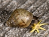 Unidentified Snail