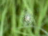 Small (Immature?) Orb-weaving Spider