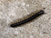 Black and Yellow Millipede