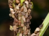 Cluster of Leafhoppers