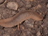 Caribbean Leatherleaf Slug