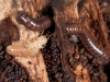 Termite and Millipede