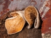 Fungus Growing on Dead Tree