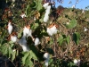 Wild Cotton