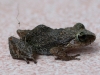 Coqui Antillano