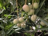Mangos