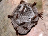 Paper Wasps in Terres Basses Cave
