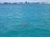 Dolphin in Simpson Bay