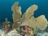 Sea Fan (<em>Gorgonia ventalina</em>)