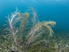 Gorgonian Alone in the Sea Grass