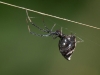 Cobweb-weaving Spider
