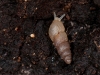 Unidentified Snail, Probably Immature