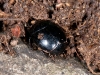 Unidentified Scarab Beetle with Mites