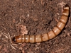 Unidentified Insect Larva