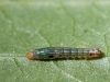 Early Instar Caterpillar