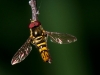 Small Hoverfly
