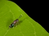 Tiny Wasp