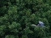 Great Blue Heron Flies By