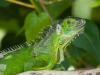 Common Iguana