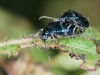 Blue Beetles Mating