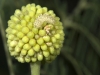 Caterpillar on Blossom