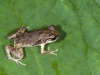 Lesser Antillean Whistling Frog (<em>Eleutherodactylus johnstonei</em>)