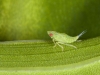 Leafhopper Nymph?