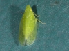 Leafhopper?