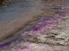 Purple Algae at the Water\'s Edge