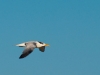 Royal Tern at Salines d\'Orient