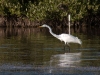 Great Egret at Salines d\'Orient