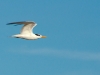 Royal Tern at Salines d\'Orient