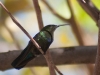 Green-throated Carib